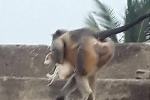 killermonkey