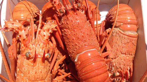 lobsters