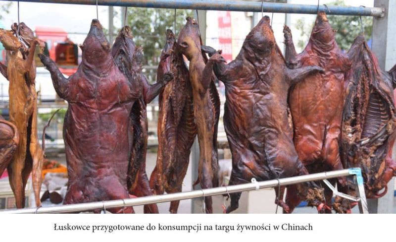 pangolinsonwetmarket
